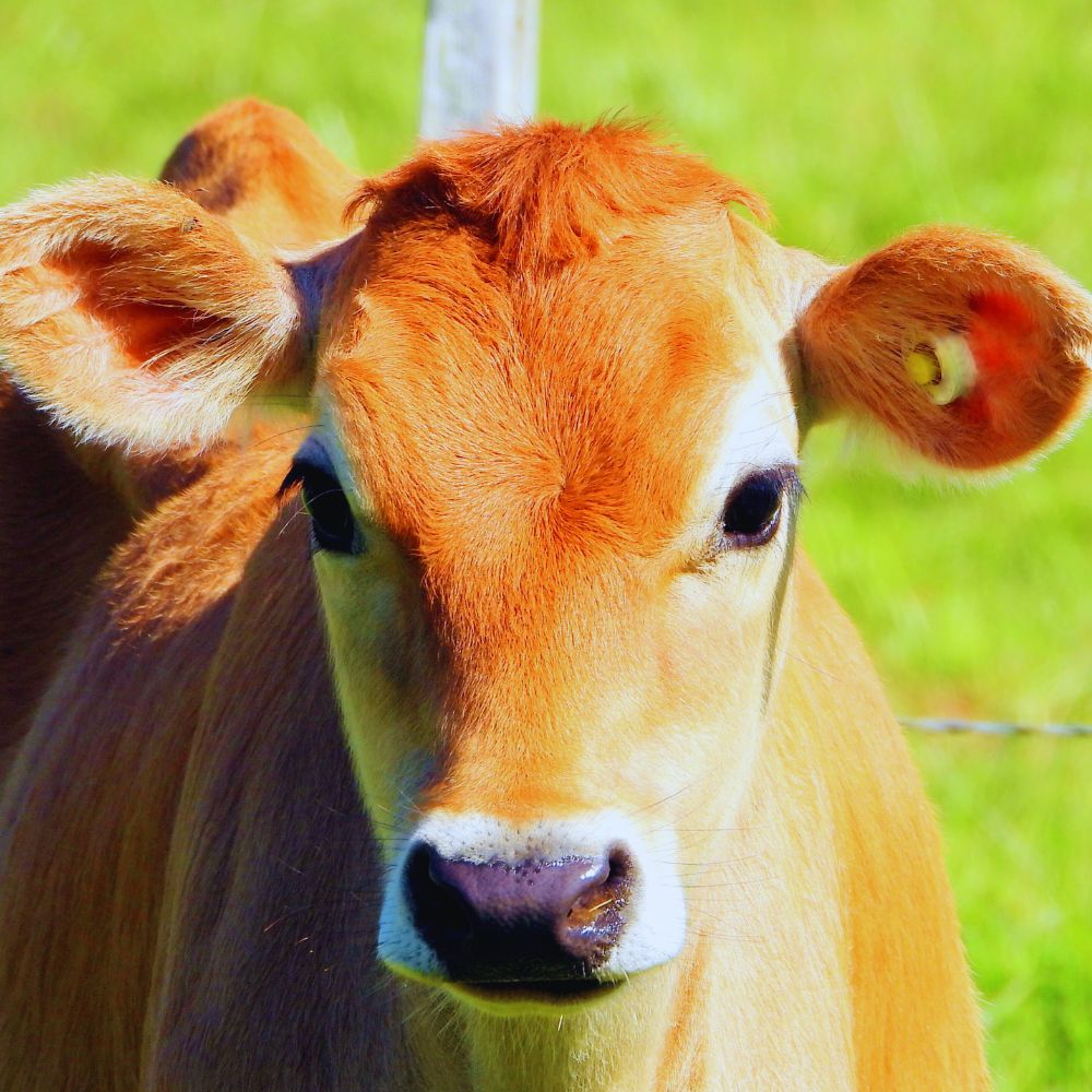 What Does RFID Stand for in Retail 16 RFID Tags for Cattle