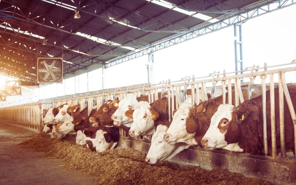 RFID Tags for Meat Supply Chain