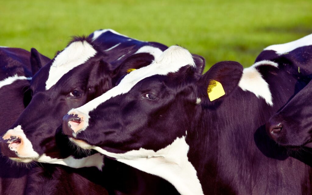 RFID Tags for cattle identification