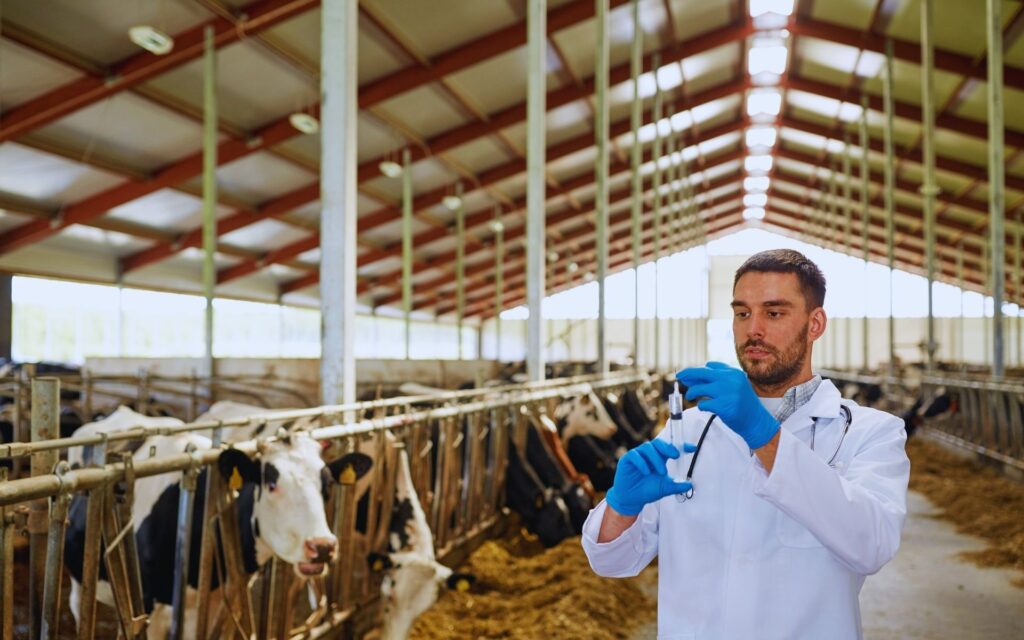 RFID Tags for cow disease management
